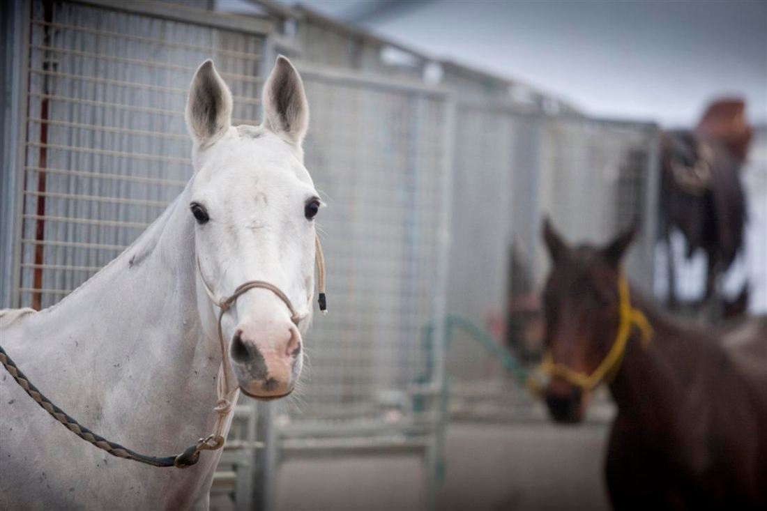 The 18th edition of the Megève BMW Polo Masters – 24th to 27th January 2013 2-Vendredi 25 Janvier @Morgane Delfosse